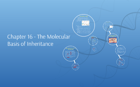 Chapter 16 - The Molecular Basis of Inheritance by Andrea Schmidt on Prezi