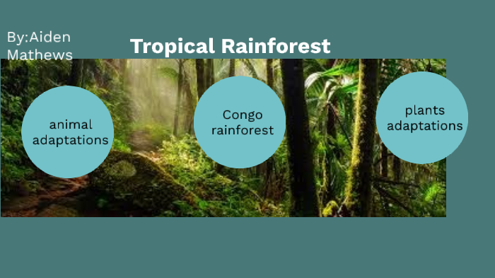 congo rain forest biome by Aiden Mathews