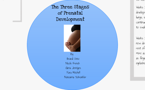 Three Stages of Prenatal Development by Brandi Otto on Prezi