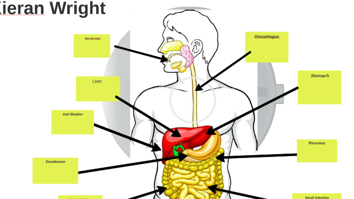 Steps of the digestive system image