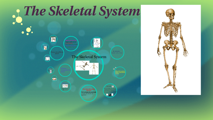 The Skeletal System by Alexandra V on Prezi