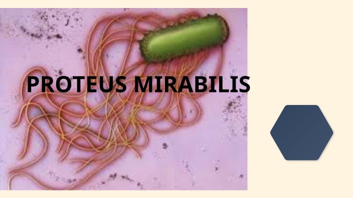 Proteus Mirabilis By Mary Carrillo Diaz On Prezi 6804