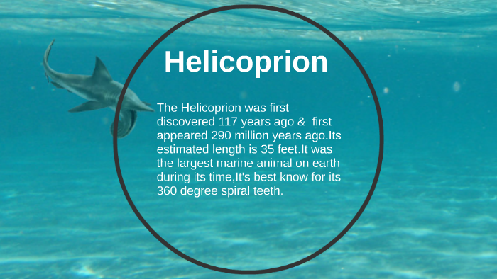 helicoprion shark facts