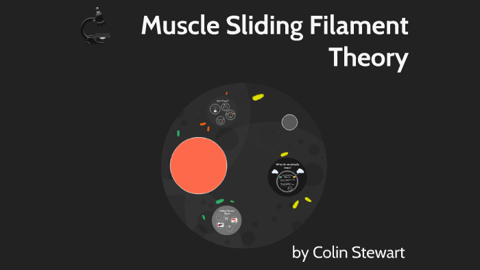 Muscle Sliding Filament Theory By Colin Stewart On Prezi