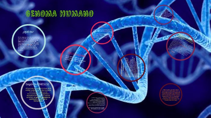 Genoma Humano By Clara Celis On Prezi 1922