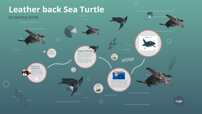 Leather back Sea Turtle by sterling5 smith on Prezi