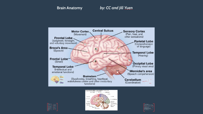 brain structures involved in voluntary movement clipart