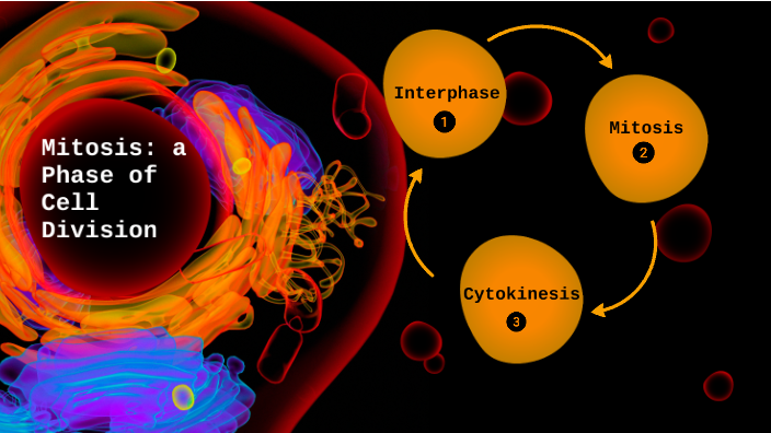 Mitosis: a Phase of Cell Division by Stephie Prout on Prezi