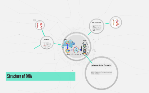 Structure of DNA by Nicole euceda on Prezi
