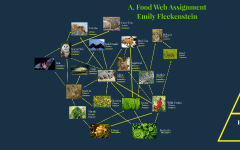 Food chain worksheet grade 7 image