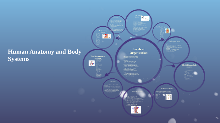 Human Anatomy and Body Systems by Josh Curry on Prezi