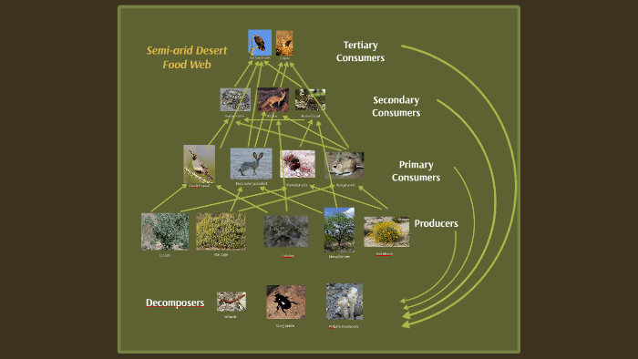 Desert Ecosystem Food Web