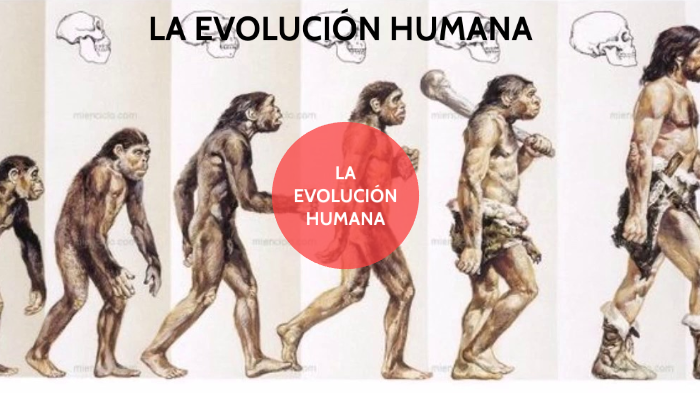 La evolución humana by Nerea Viana on Prezi