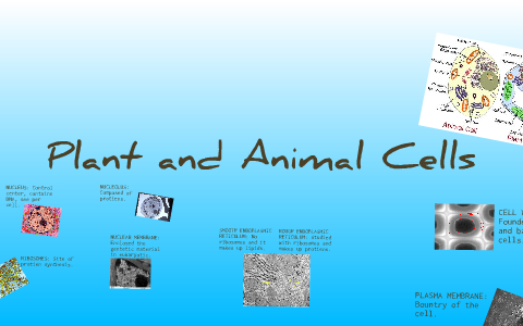Plant and Animal Cells by Rachel Stevens on Prezi