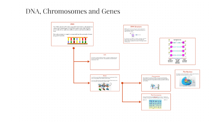 DNA, Chromosomes and Genes by Duy Nguyen on Prezi