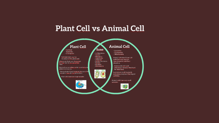 Animal Cell by Taylor Gloyd on Prezi