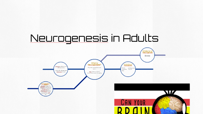 does neurogenesis occur in adult