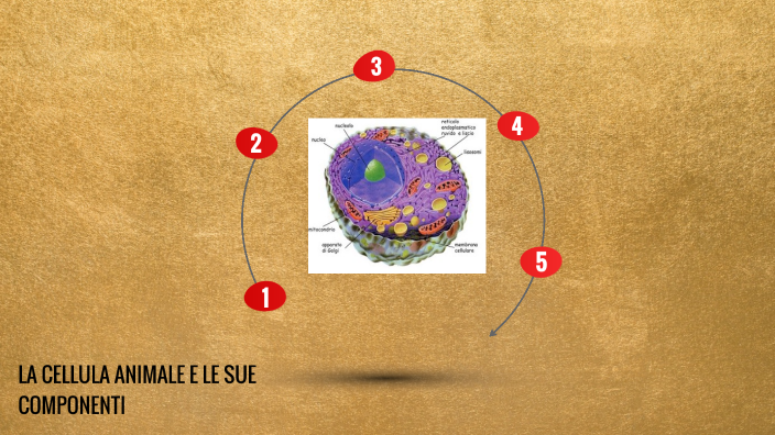 LA CELLULA ANIMALE E LE SUE COMPONENTI by riccardo ranzenigo on Prezi