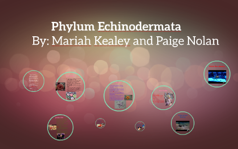 Phylum Echinodermata Presentation by Mariah Kealey on Prezi