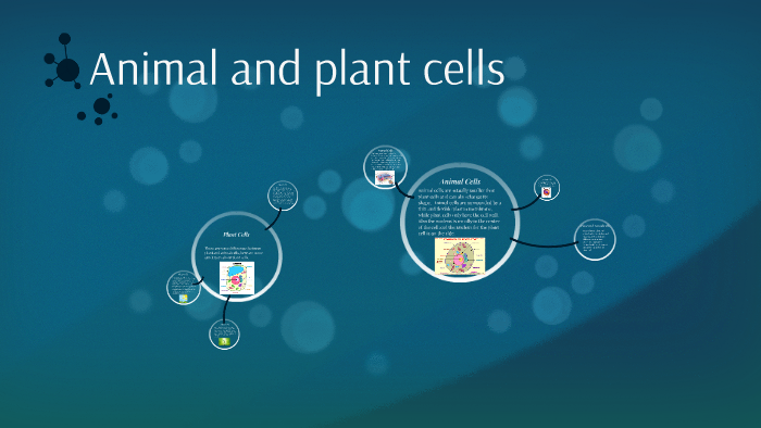 Animal and plant cells by Abby Pigeon on Prezi