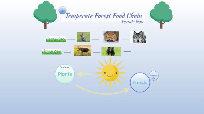 Temperate Forest Food Chain by Jessica Reyes on Prezi Biology Diagrams