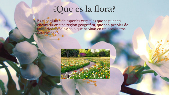 ¿Que es la flora? by Ever Carrascal Mora on Prezi