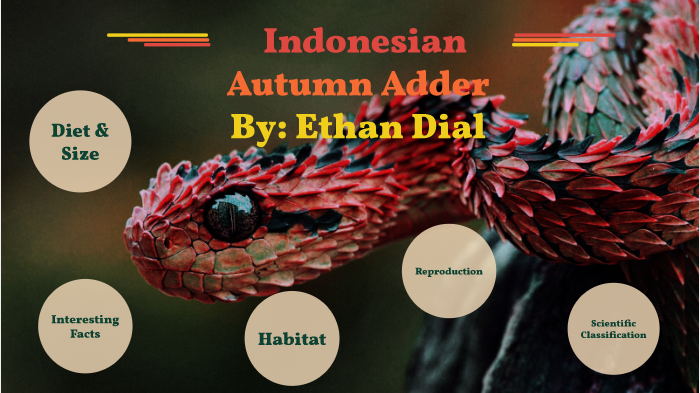 Indonesian Autumn Adder By Ethan Dial