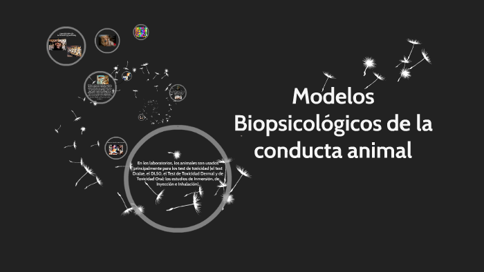 Modeos Biopsicologicos de la conducta animal by Laysa Lay on Prezi Next Modeos Biopsicologicos de la conducta animal by Laysa Lay on Prezi Next