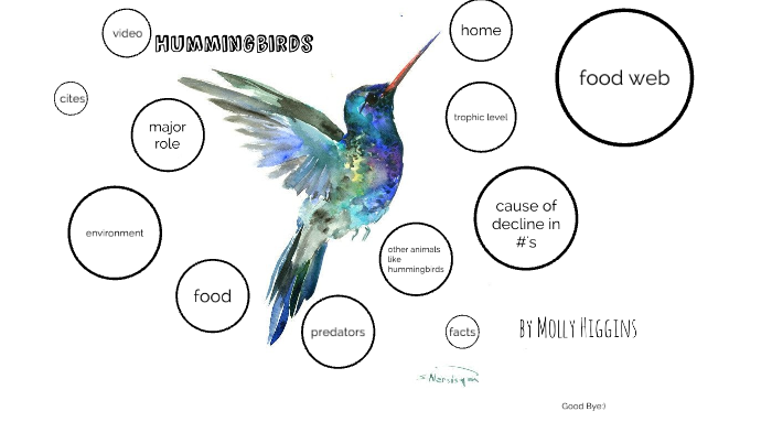 hummingbird food web