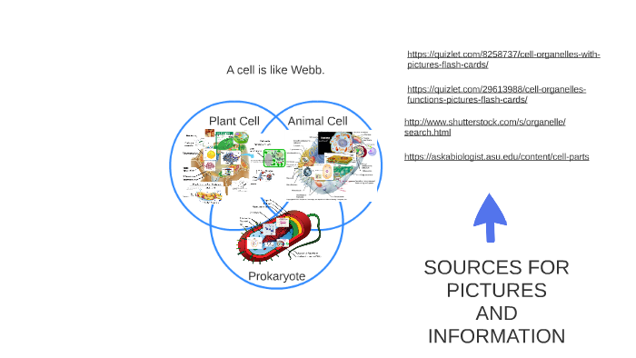 Cell Project By Jillian Holliday On Prezi Next