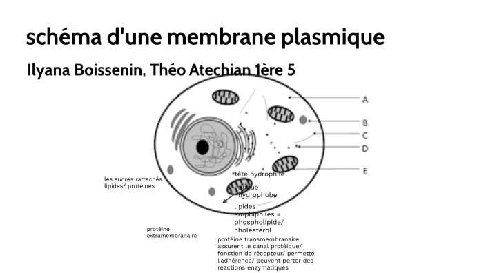 Représentation schématique d'une membrane composite (Club français des