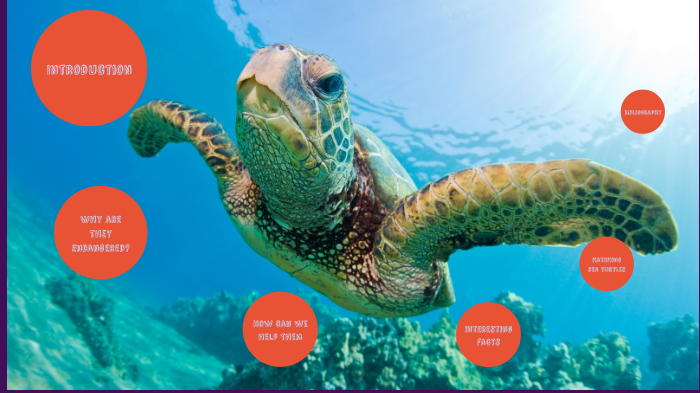 green sea turtle by sharvesh vivek on Prezi
