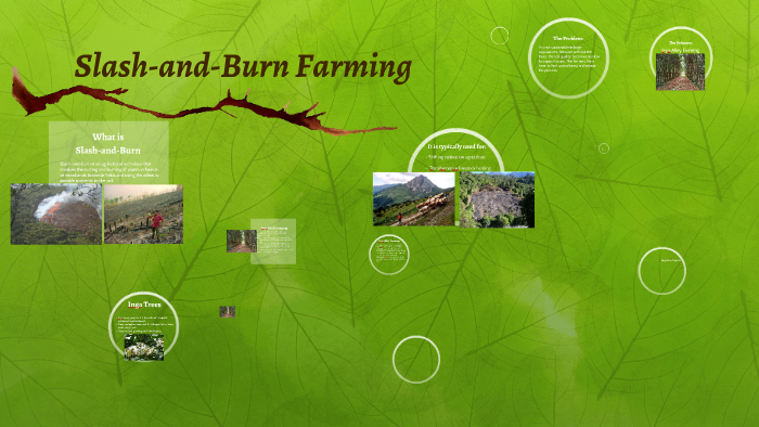slash and burn farming