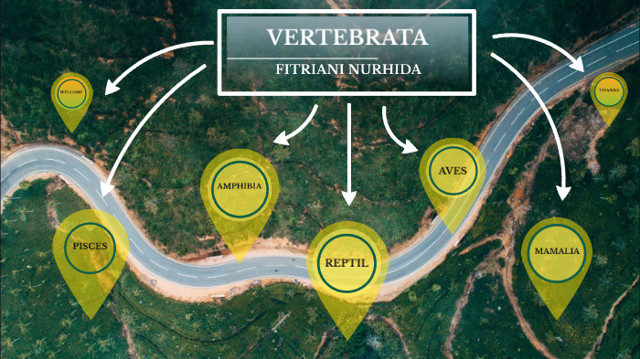 Vertebrata By Fitriani Nurhida On Prezi Next