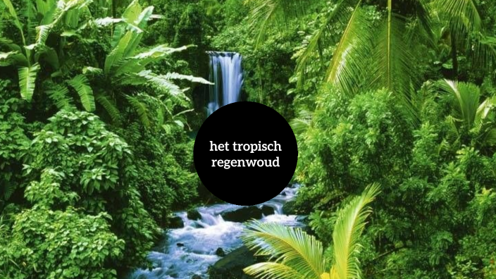 het tropisch regenwoud by Loranne Collaer