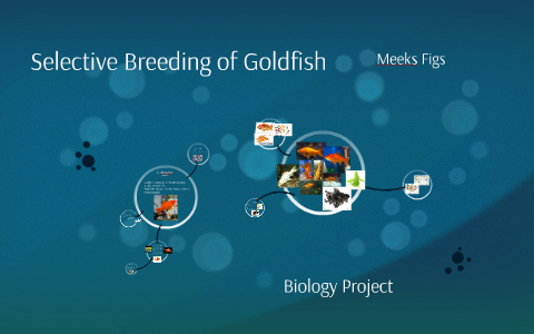 Picture of Selective Breeding of Goldfish by Mikolaj Figurski on Prezi