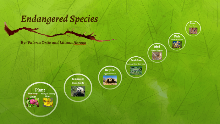 Endangered Species by Valeria Ortiz on Prezi