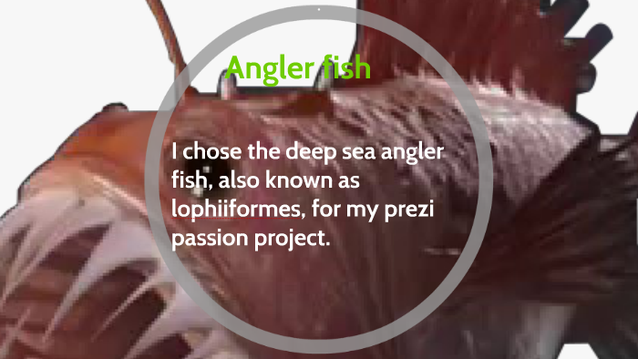Deep sea Angler fish by Division 19 on Prezi