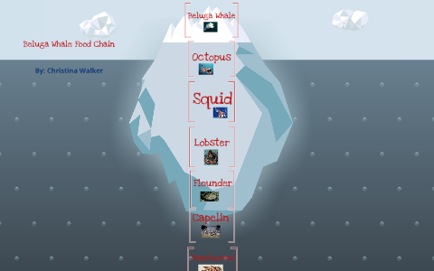 Beluga Whale Food Chain by Christina Walker on Prezi