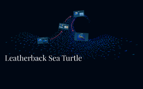 Leatherback Sea Turtle by Jaiden Starkey on Prezi