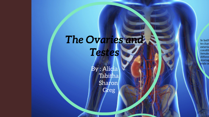 ovaries-and-testes-by-alicia-sutton