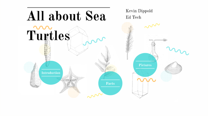 Sea Turtles by Kevin Dippold on Prezi