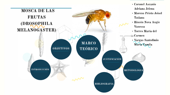MOSCA DE LAS FRUTAS (DROSOPHILA MELANOGASTER) by Angie Nova on Prezi