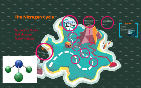 Nitrogen Cycle by Jackson Tucker on Prezi