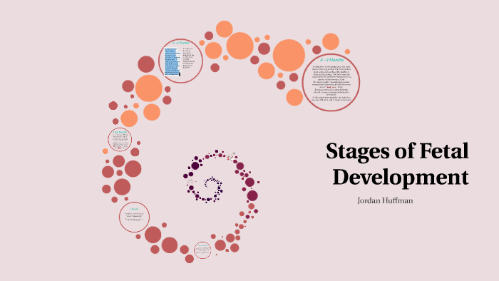 Stages of Fetal Development by Jordan Huffman