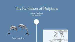 Evolution Of Dolphins By Isabella Lutfi On Prezi Design