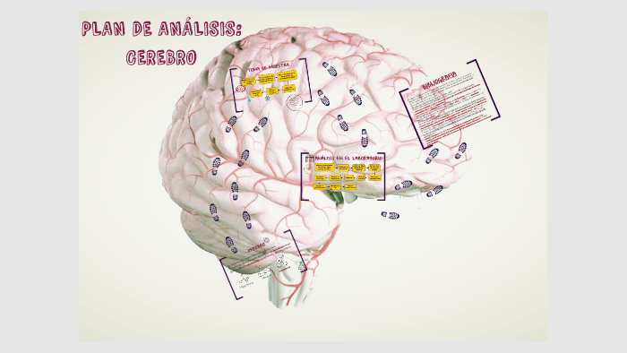 PLAN DE ANÁLISIS: CEREBRO by Fernanda Sandoval on Prezi