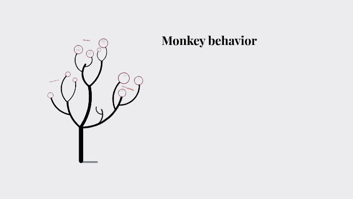 Monkey behavior by LJ Betterley on Prezi