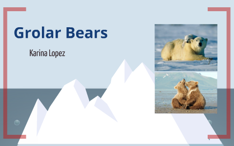 Grolar Bears by Karina Lopez on Prezi