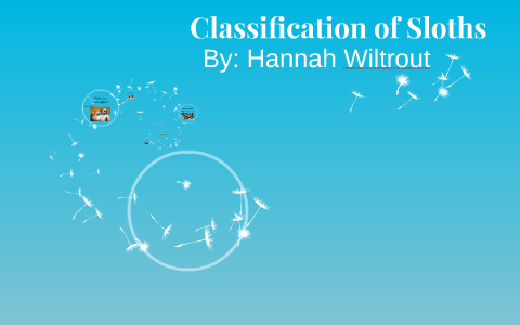 Sloth Classification Classification of Sloths by Hannah Wiltrout on Prezi